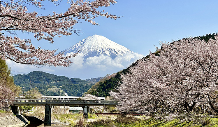 世界遺産16地域 世界遺産桜リレー